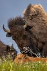 Bison mother with newborn calf at the National Bison Range in Moiese, Montana, USA. Art Print